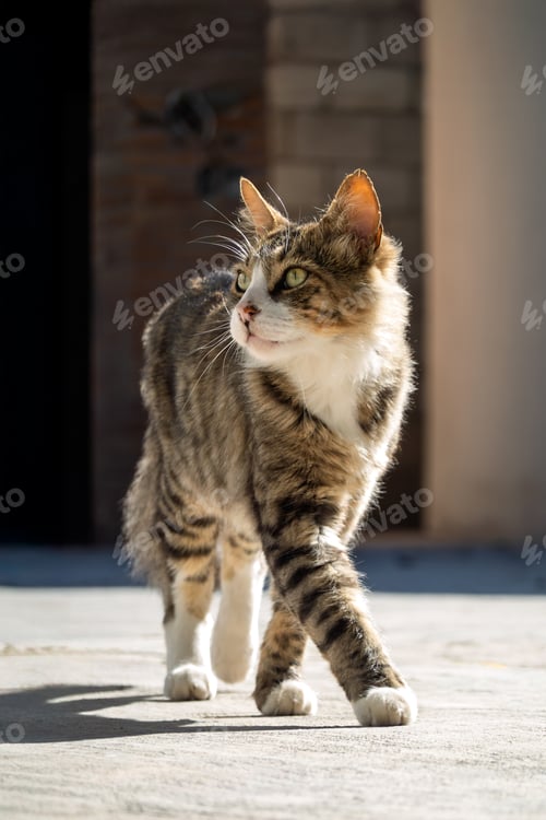 Preview: Tabby cat walks in sunlight on a stone path during a warm afternoon in a residential area