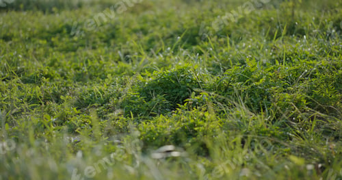 Preview: Green plant meadow lawn at outdoor