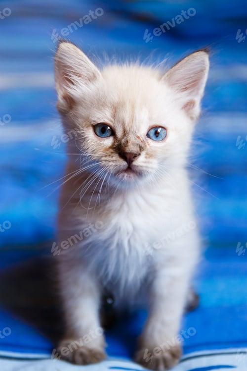 Preview: Lovely kitten looking straight