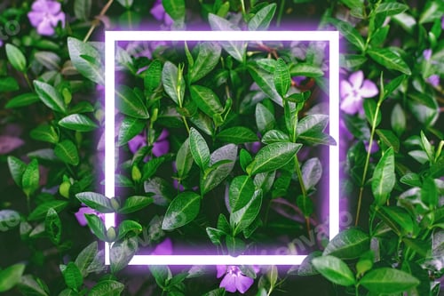 Preview: Dark flowers with Neon frame
