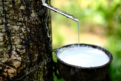 Preview: Fresh milky Latex flows into a plastic bowl in from para rubber tree