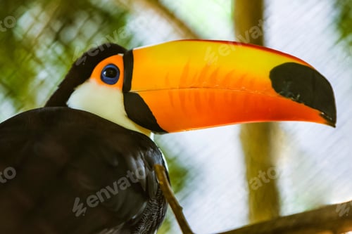 Preview: Vibrant Toucan perched atop a tree branch with a large yellow beak