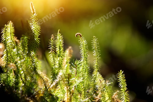 Preview: Green forest moss in a sunny day