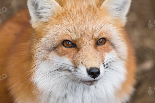 Preview: Close up of red fox