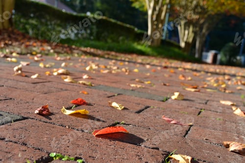 Preview: Sidewalk in the Fall with colorful autumn leaves on it