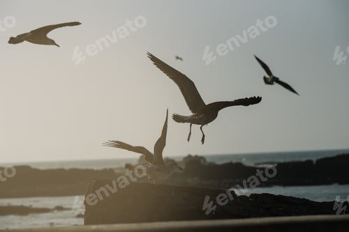 Preview: Seagull birds on the sky