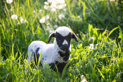 Preview: Beautiful baby lamb in magic light in the meadow