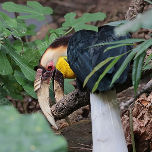 Preview: Adult Rhyticeros undulatus hornbill portrait