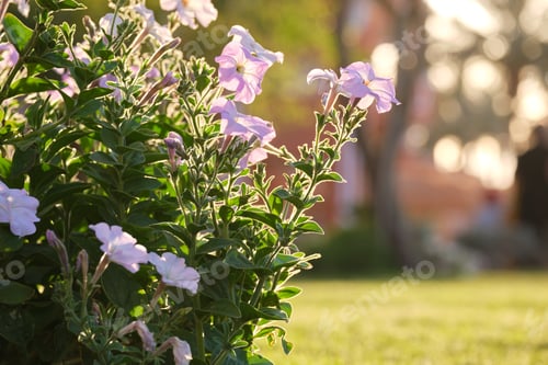 Preview: Green shrubs with bright blooming flowers growing in tropical park