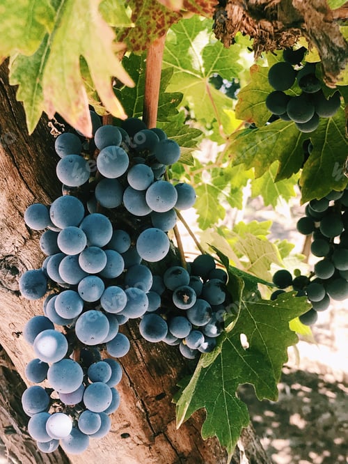 Preview: Grapes