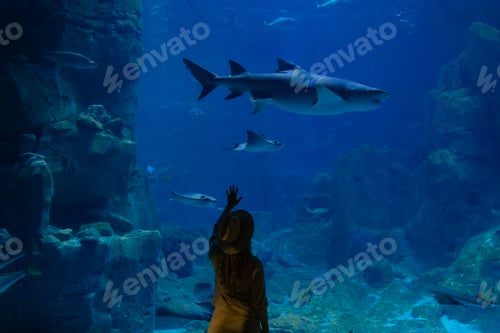 Preview: A young woman touches a stingray fish in an oceanarium tunnel