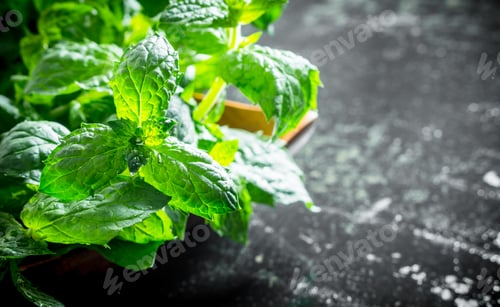 Preview: Fresh green mint on the plate.