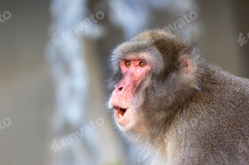 Preview: Japanese macaque (Macaca fuscata), also known as the snow monkey