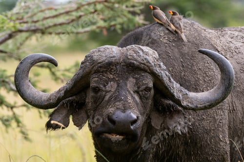 Preview: A buffalo with oxpeckers perched on its back amidst the wild