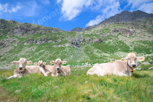 Preview: Herd of cows