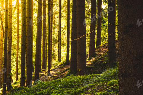 Preview: Beautiful green forest with sun rays coming through
