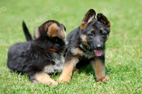 Preview: Baby German Shepherd
