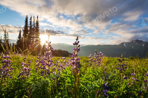 Preview: Wildflowers