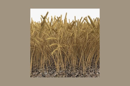 Champ de blé ondulé avec rangées visibles