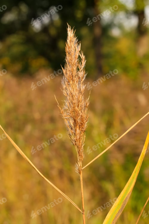 Preview: Autumn reeds on the river bank. Blooming reeds