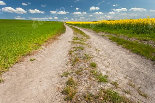 Preview: Wide dirt road with green grain field and yellow rapeseed field and white clouds on the blue sky