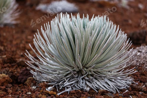 Preview: Haleakala plant
