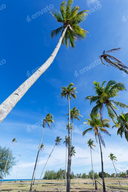 Preview: Coconut palm trees perspective view using wide angle lens in portrait format