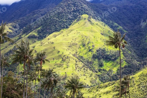 Preview: Cocora