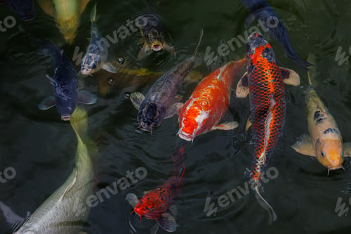 Preview: A flock of koi fish open their mouths and ask for food, decorative carps emerge and swim in the lake