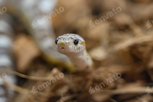 Preview: Portrait of a Small Non-Venomous Snake Peeking Through Wood Chips