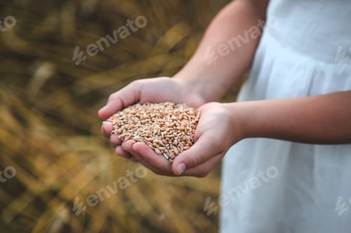 Preview: A child in a wheat field. Selective focus.
