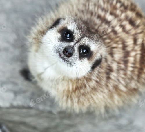 Preview: Funny and cute suricate (meerkat)