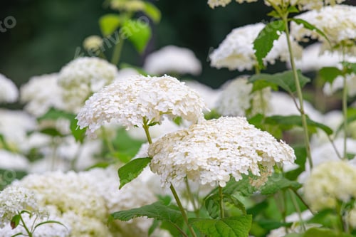 Preview: Bushes Of Hydrangea Arborescens Flower In The Garden, White Hortensia In Park Close Up
