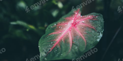 Preview: green leaf of tropical forest plant living in nature garden, exotic jungle foliage
