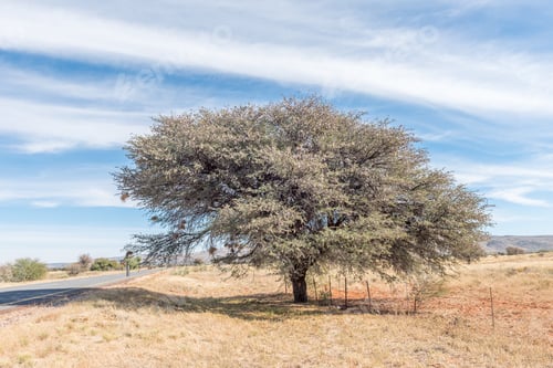 Preview: Camel-thorn or mokala tree covered with seed pods