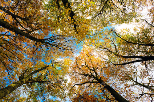 Preview: Beech trees taken from below, bright autumn colors