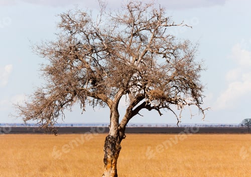 Preview: Beautiful view of single tree with a yellow field in the background