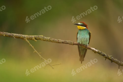 Preview: European Bee-Eater - Merops Apiaster on a branch , exotic colorful migratory bird