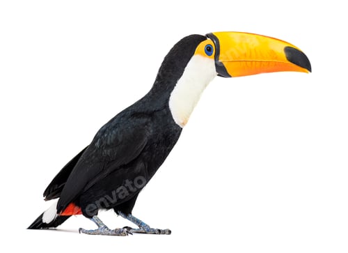 Preview: Toucan toco, Ramphastos toco, isolated on white