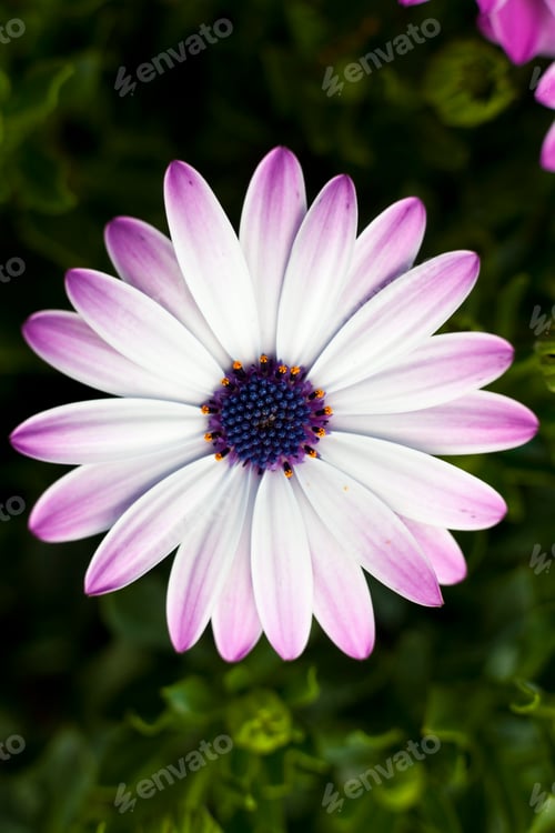 Preview: Marguerite flower