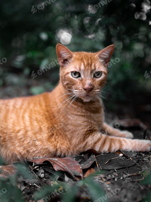 Preview: Beautiful orange cat resting in the nature looking at the camera. Close up.