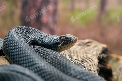 Preview: Hognose Snake