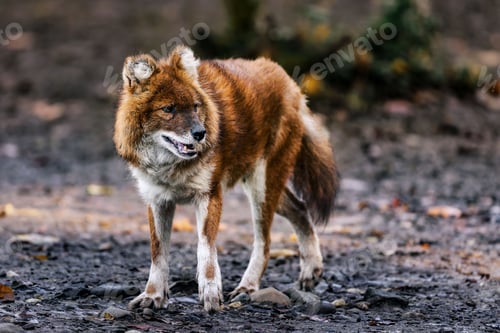 Preview: Close-up of a dhole, or Asiatic wild dog, with a blurred natural background