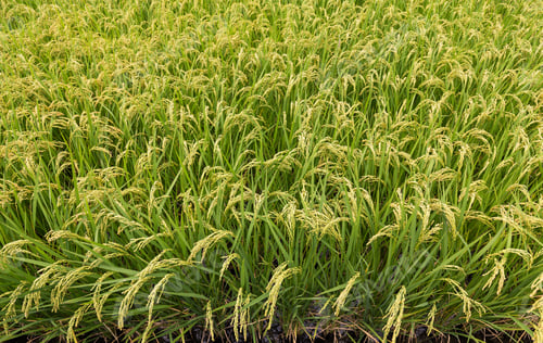 Preview: Green Rice field