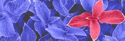 Preview: Background from leaves close-up. Changing colors of the year concept. Very Peri and Viva Magenta