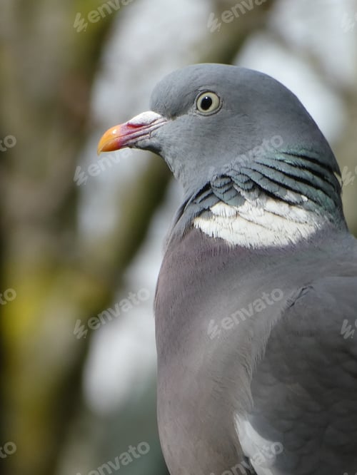 Preview: A pigeon portrait side profile