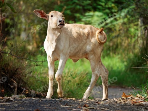 Preview: Calf standing on a road in the midst of a forest