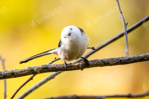 Preview: Long-Tailed Tit Is Sitting On A Branch In Autumn