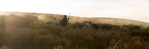 Preview: backlighting on a herd of caw