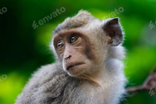 Preview: Macaque monkey